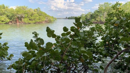 Lush green mangroves line a calm river under a blue sky with scattered clouds.