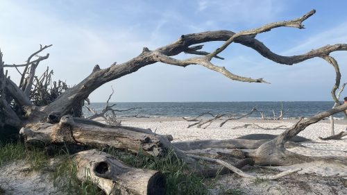 Driftwood and bare branches on a sandy beach with a calm sea and blue sky in the background.