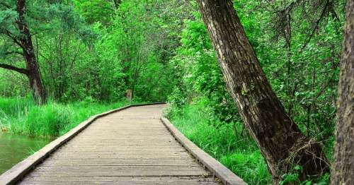 Scenic wooden boardwalk trail winding through a lush green wetlands area in Itasca State Park.