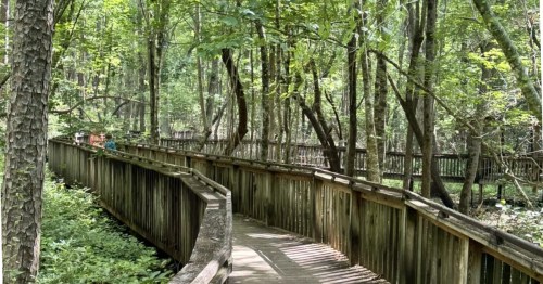 A boardwalk trail meanders through a lush green forest at DeSoto State Park in Alabama.