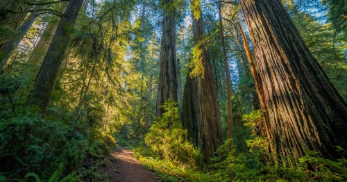 A pristine redwood forest shows light filtering through the trees and a quiet path leading beyond.