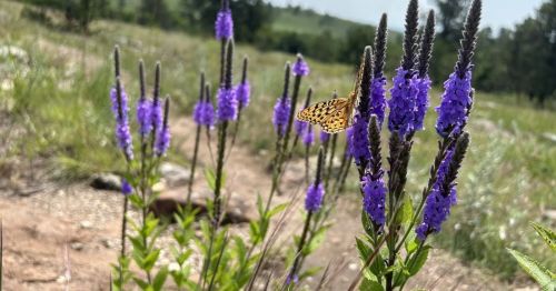 A butterfly on flowers in South Dakota