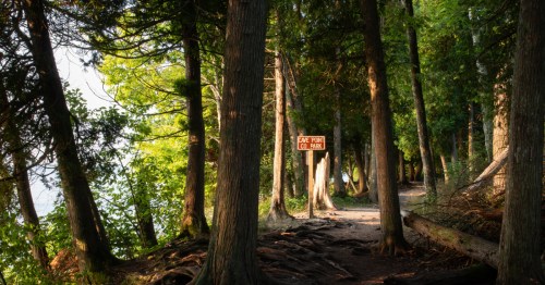 Late afternoon woods at Cave Point County Park in Door County, Wisconsin