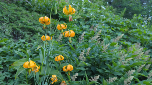 A cluster of vibrant orange lilies stands tall against a lush green background of foliage.