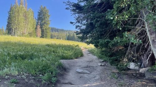 A winding dirt path through a grassy field, bordered by tall trees under a clear blue sky.