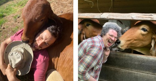 People taking a cow-cuddling tour in North Carolina.