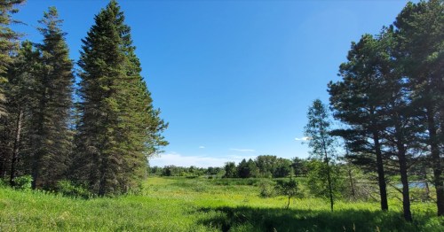 Towering evergreens, open fields, and a blue sky in North Dakota.