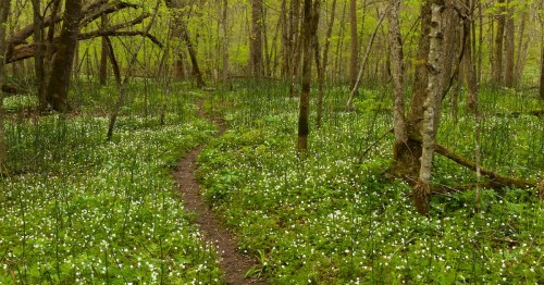A narrow dirt hiking path winds through a forest floor covered in white spring wildflowers in Minnesota.