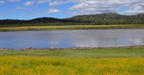 Greer Lake in greer arizona on a sunny spring or summer day
