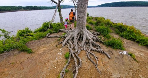A person and a child near a large tree with exposed roots on the edge of a rocky shoreline, at Sequoyah State Park in Oklahoma.