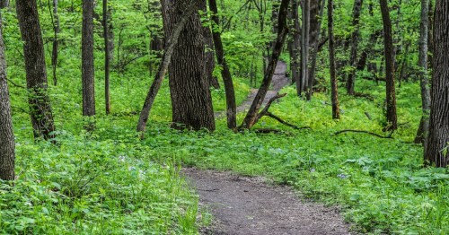 A narrow dirt path curves through a vibrant green forest in Iowa during a spring hike.