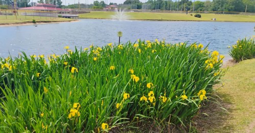 Yellow flowers bloom near a lake on a spring hike in Mississippi.