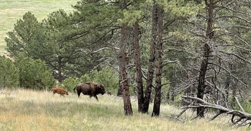 A mother bison with its child in South Dakota