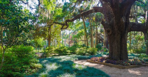A live oak tree surrounded by beautiful gardens and other grees in Florida.