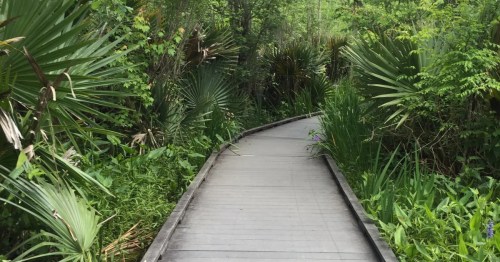 Wooden boardwalk winding through lush greenery on the Old Barataria Trail in Marrero, Louisiana.