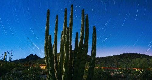 Organ Pipe Cactus National Monument in Arizona at night, featuring a circular starry sky above a tall cactus in the desert.