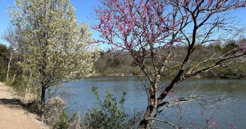 two flowering trees along the shore of lake ponca in ponca city, oklahoma