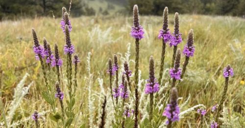 Purple wildflowers on a trail in South Dakota