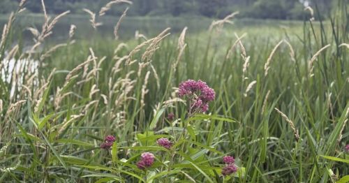 Pink flowers in a field in Illinois