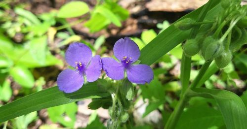 Purple flowers on green plants in Illinois