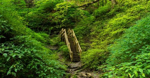 A wooden staircase leading through lush green foliage in a forested area at Shades State Park in Indiana.
