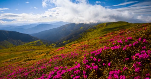 Rhododendrons in full bloom on a mountain in Virginia.