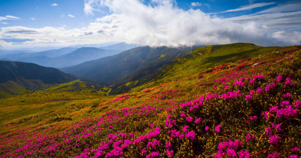 4 Picture-Perfect Nature Trails in Virginia for a Spring Hike