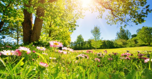 Wildflowers blossom under a tree in a meadow perfect for a spring hike in Alabama.