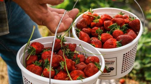 Two baskets filled with freshly picked strawberries, held by a person in a field.