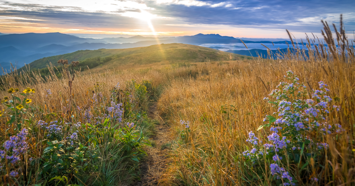 5 Picture-Perfect Nature Trails in North Carolina for a Spring Hike