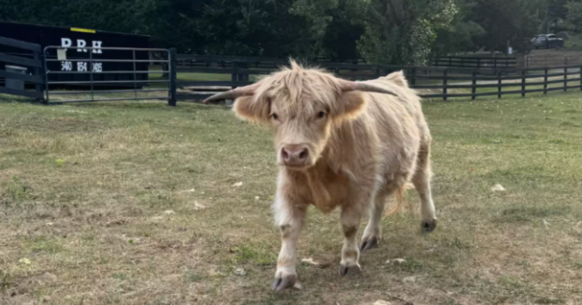 A Small Town in Virginia Is Hiding an Unforgettable Airbnb Experience