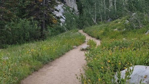 A winding dirt path through a lush green landscape with trees and wildflowers on either side.