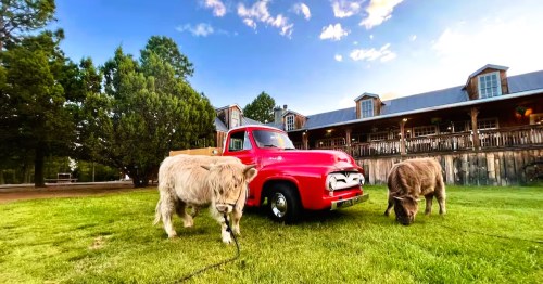 A vintage red truck on grass with two grazing mini-Highlands, at Manzano Mountain Retreat, a unique glampground in NM.