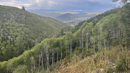 A scenic view of rolling green hills and valleys under a cloudy sky, with trees and wildflowers in the foreground.