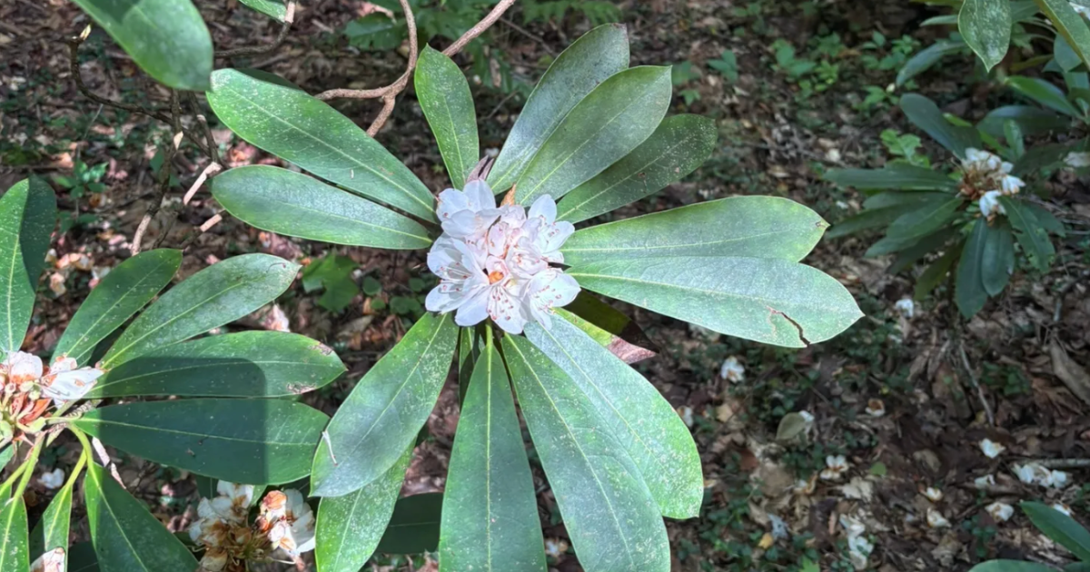 5 Picture-Perfect Nature Trails in Kentucky for Spring