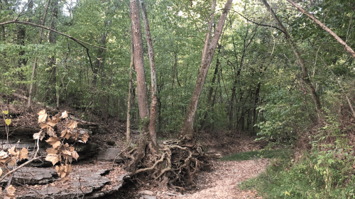 A wooded trail with two tall trees, exposed roots, and fallen leaves, surrounded by lush green foliage.