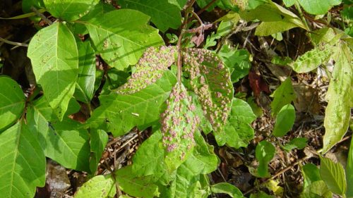 Green leaves with pinkish spots, surrounded by various other green foliage on the forest floor.