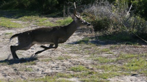 A deer with antlers running swiftly across a grassy area.