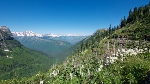 A panoramic view of lush green mountains and valleys under a clear blue sky, with white wildflowers in the foreground.