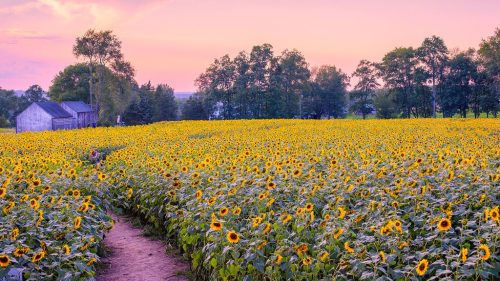 17 Serene Countryside Destinations In The USA Worth Escaping To