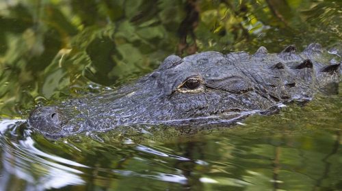 A close-up of a crocodile's head partially submerged in water, surrounded by green foliage.