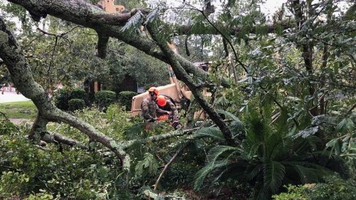 A worker in safety gear operates machinery among fallen tree branches and lush greenery after a storm.