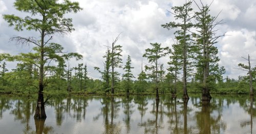 Green trees stand in water under a cloudy sky