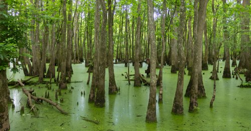 Brown tree trunks sprout out of swampy green water