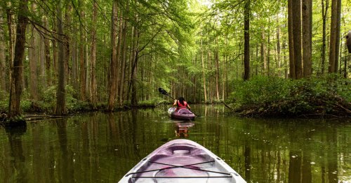 A kayaker in a red shirt paddles through a swamp lined with tall trees