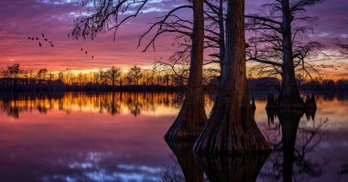 Trees stand in water as the pink and yellow sunset reflects on it