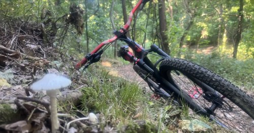A mountain/trail bike lies on its side in a forest next to a mushroom