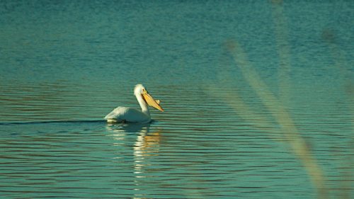 A white pelican glides across a calm blue lake, its reflection visible in the water.