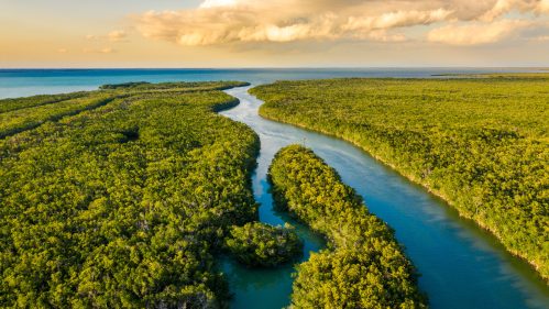 Aerial view of a winding river surrounded by lush green mangroves under a blue sky with scattered clouds.
