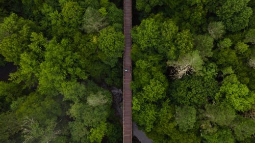 Aerial view of a wooden bridge spanning a lush green forest with dense trees and a small stream below.